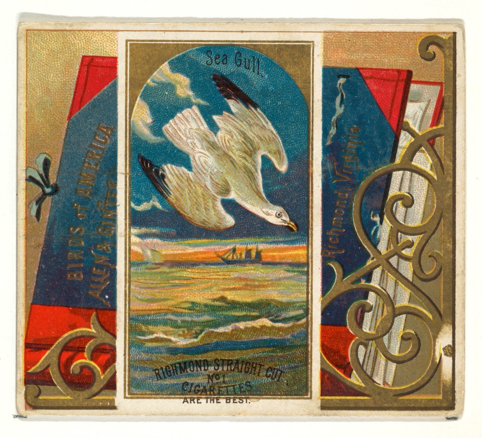 Seagull, from the Birds of America series (N37) for Allen & Ginter Cigarettes MET DP838995