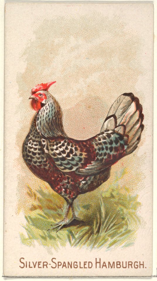 Silver-Spangled Hamburgh, from the Prize and Game Chickens series (N20) for Allen & Ginter Cigarettes MET DP835085