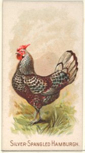 Silver-Spangled Hamburgh, from the Prize and Game Chickens series (N20) for Allen & Ginter Cigarettes MET DP835085