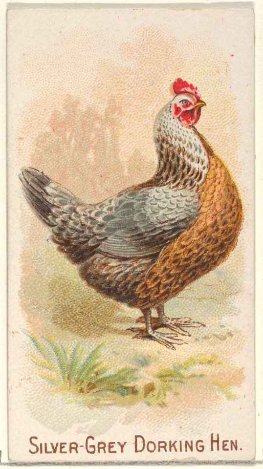 Silver-Grey Dorking Hen, from the Prize and Game Chickens series (N20) for Allen & Ginter Cigarettes MET DP835087