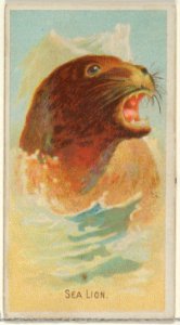 Sea Lion, from the Wild Animals of the World series (N25) for Allen & Ginter Cigarettes MET DP836511