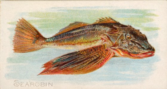 Sea Robin, from the Fish from American Waters series (N8) for Allen & Ginter Cigarettes Brands MET DP830720