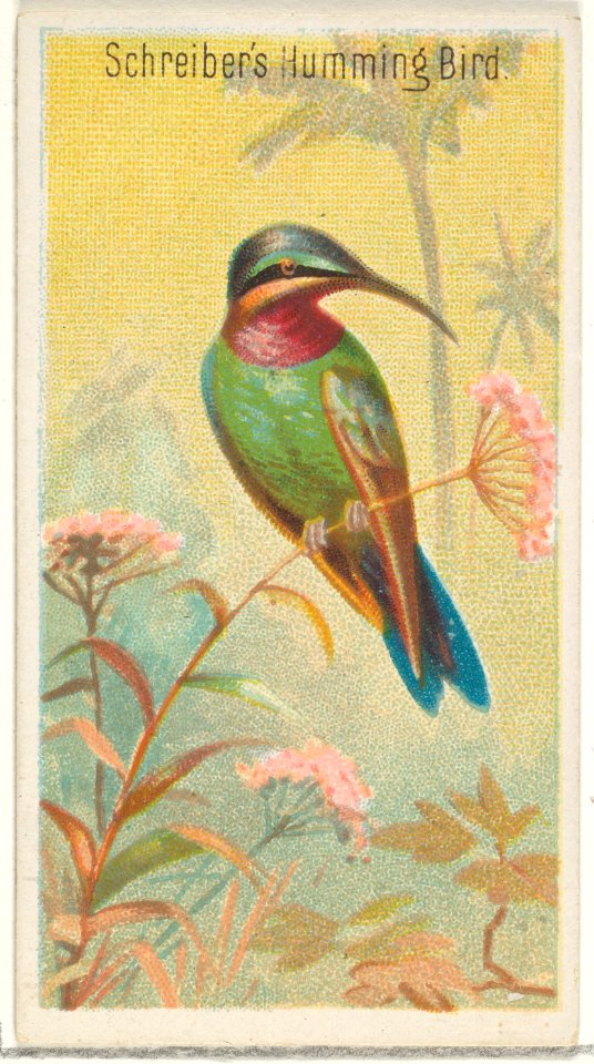 Schreiber's Hummingbird, from the Birds of the Tropics series (N5) for Allen & Ginter Cigarettes Brands MET DP829165