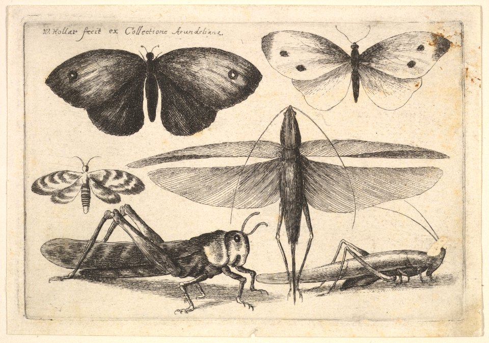 Six insects MET DP823962