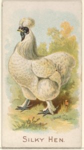 Silky Hen, from the Prize and Game Chickens series (N20) for Allen & Ginter Cigarettes MET DP835089