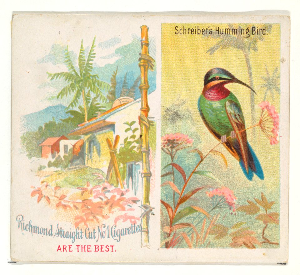 Schreiber's Hummingbird, from Birds of the Tropics series (N38) for Allen & Ginter Cigarettes MET DP839047
