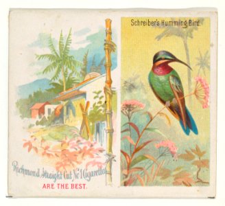 Schreiber's Hummingbird, from Birds of the Tropics series (N38) for Allen & Ginter Cigarettes MET DP839047