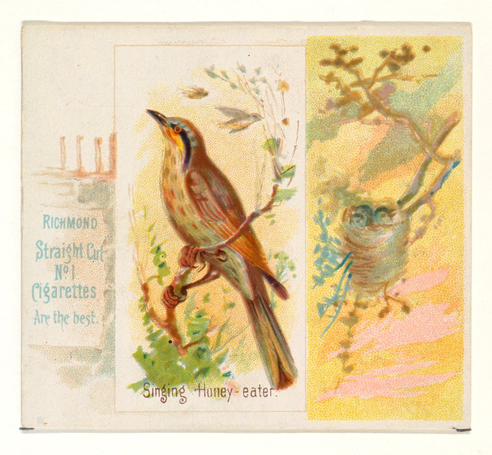 Singing Honey-eater, from the Song Birds of the World series (N42) for Allen & Ginter Cigarettes MET DP839284