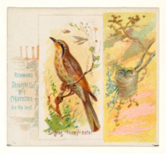 Singing Honey-eater, from the Song Birds of the World series (N42) for Allen & Ginter Cigarettes MET DP839284