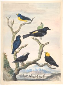 Six South American Birds MET DP800943