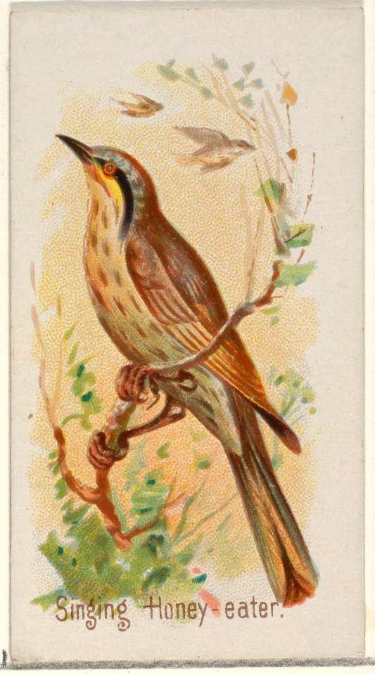 Singing Honey-eater, from the Song Birds of the World series (N23) for Allen & Ginter Cigarettes MET DP835299