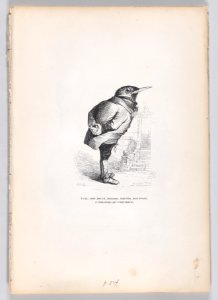 Scenes from the Private and Public Life of Animals Met DP887722