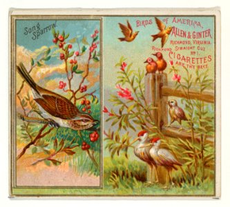 Song Sparrow, from the Birds of America series (N37) for Allen & Ginter Cigarettes MET DP838999
