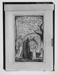 Songs of Innocence and of Experience- The Fly MET MM4296