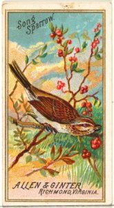 Song Sparrow, from the Birds of America series (N4) for Allen & Ginter Cigarettes Brands MET DP828722