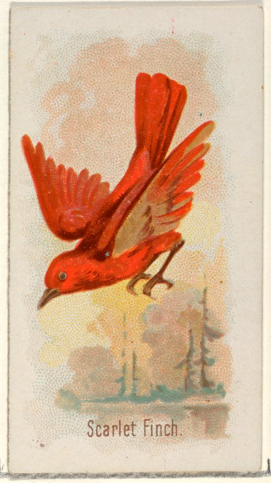 Scarlet Finch, from the Song Birds of the World series (N23) for Allen & Ginter Cigarettes MET DP835296