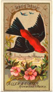 Scarlet Tanager, from the Birds of America series (N4) for Allen & Ginter Cigarettes Brands MET DP828749