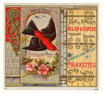 Scarlet Tanager, from the Birds of America series (N37) for Allen & Ginter Cigarettes MET DP838994