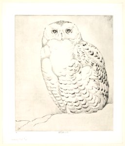 Snowy Owl MET DP834163