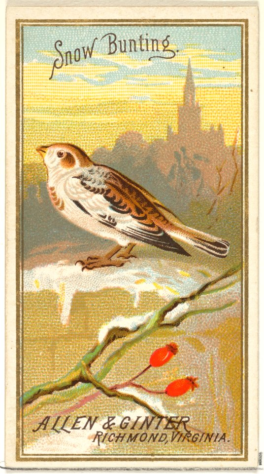 Snow Bunting, from the Birds of America series (N4) for Allen & Ginter Cigarettes Brands MET DP828745