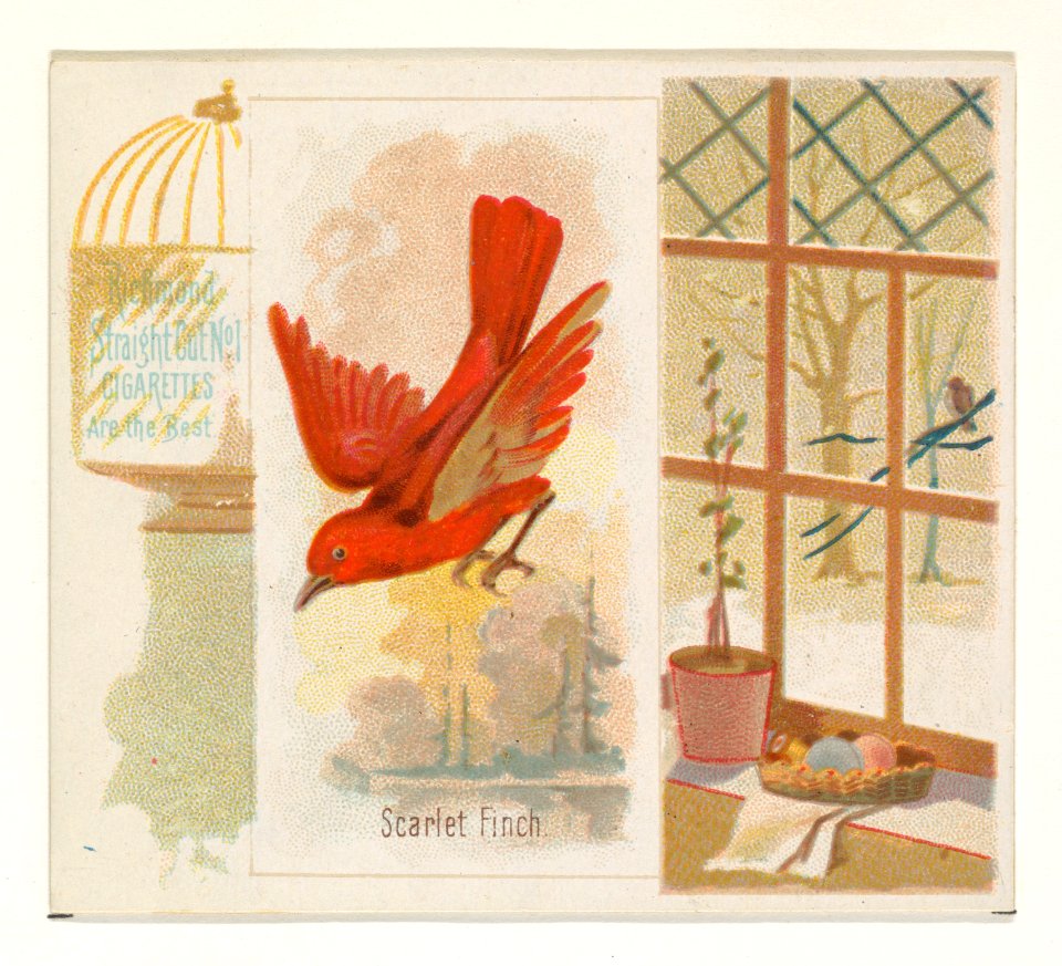Scarlet Finch, from the Song Birds of the World series (N42) for Allen & Ginter Cigarettes MET DP839281