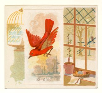Scarlet Finch, from the Song Birds of the World series (N42) for Allen & Ginter Cigarettes MET DP839281