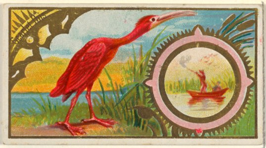 Scarlet Ibis, from the Game Birds series (N13) for Allen & Ginter Cigarettes Brands MET DP834701