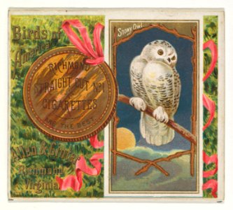 Snowy Owl, from the Birds of America series (N37) for Allen & Ginter Cigarettes MET DP838998