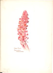 Snow Plant, Sarcodes sanguinea MET DP808334