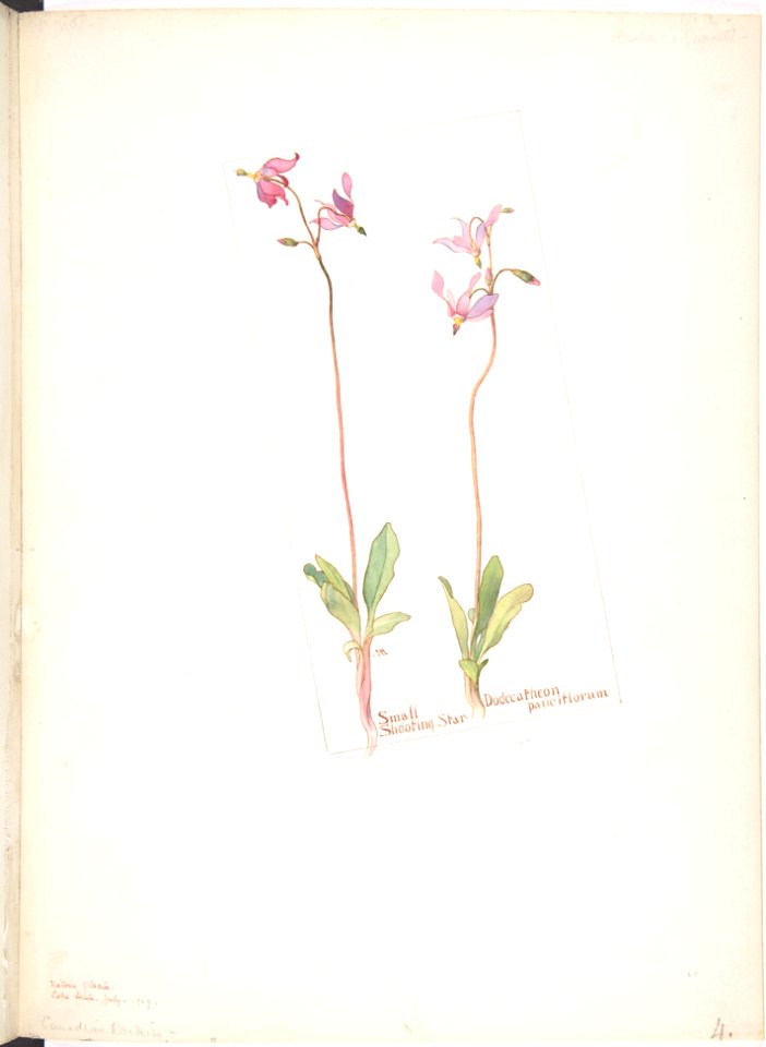Small Shooting Star, Dodecatheon pauciflorum MET DP808541
