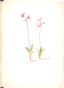 Small Shooting Star, Dodecatheon pauciflorum MET DP808541