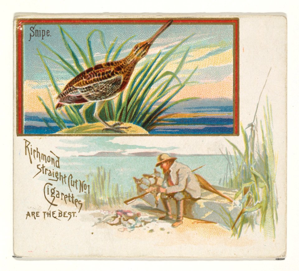 Snipe, from the Game Birds series (N40) for Allen & Ginter Cigarettes MET DP839183