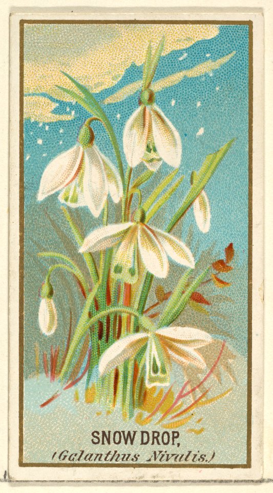 Snowdrop (Galanthus Nivalis), from the Flowers series for Old Judge Cigarettes MET DP822012