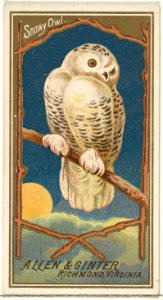 Snowy Owl, from the Birds of America series (N4) for Allen & Ginter Cigarettes Brands MET DP828740