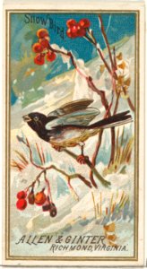 Snow Bird, from the Birds of America series (N4) for Allen & Ginter Cigarettes Brands MET DP828721