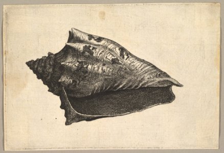 Shell- Hebrew Volute ( Voluta ebraea L) MET DP823899