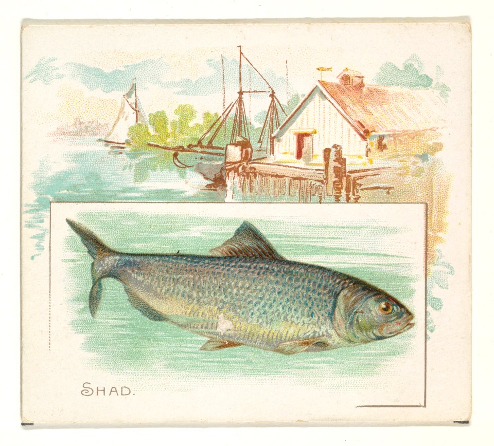 Shad, from Fish from American Waters series (N39) for Allen & Ginter Cigarettes MET DP839113