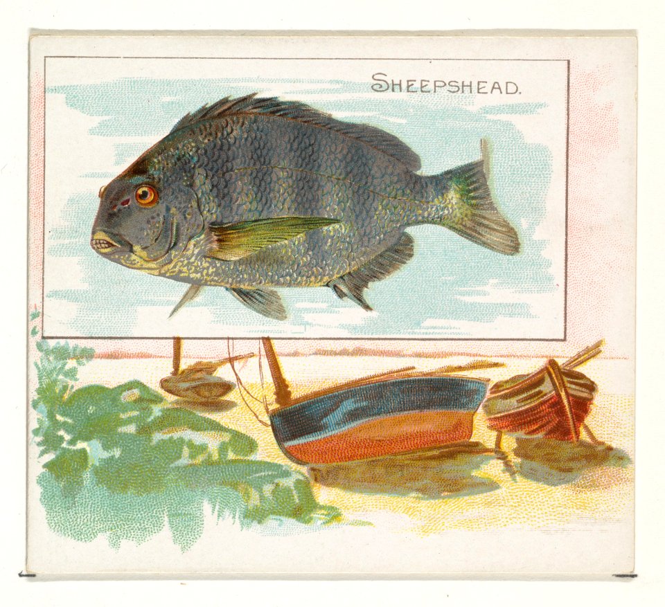 Sheepshead, from Fish from American Waters series (N39) for Allen & Ginter Cigarettes MET DP839115