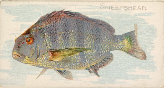 Sheepshead, from the Fish from American Waters series (N8) for Allen & Ginter Cigarettes Brands MET DP830723