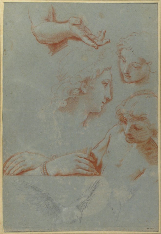 Sheet of Studies- Heads, Hands, and Doves MET 66.54.2