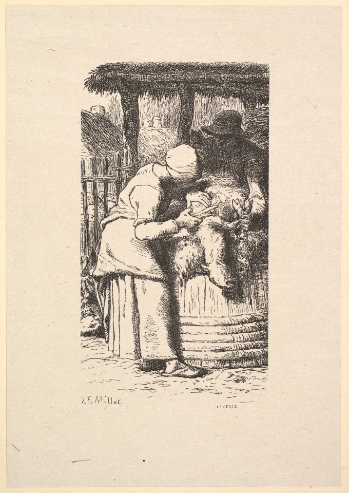 Sheepshearing MET DP827602