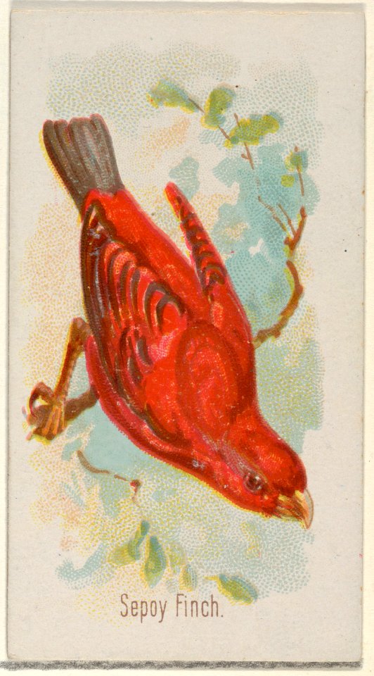 Sepoy Finch, from the Song Birds of the World series (N23) for Allen & Ginter Cigarettes MET DP835297