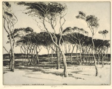 Seaward Pines, Nantucket MET DP832892
