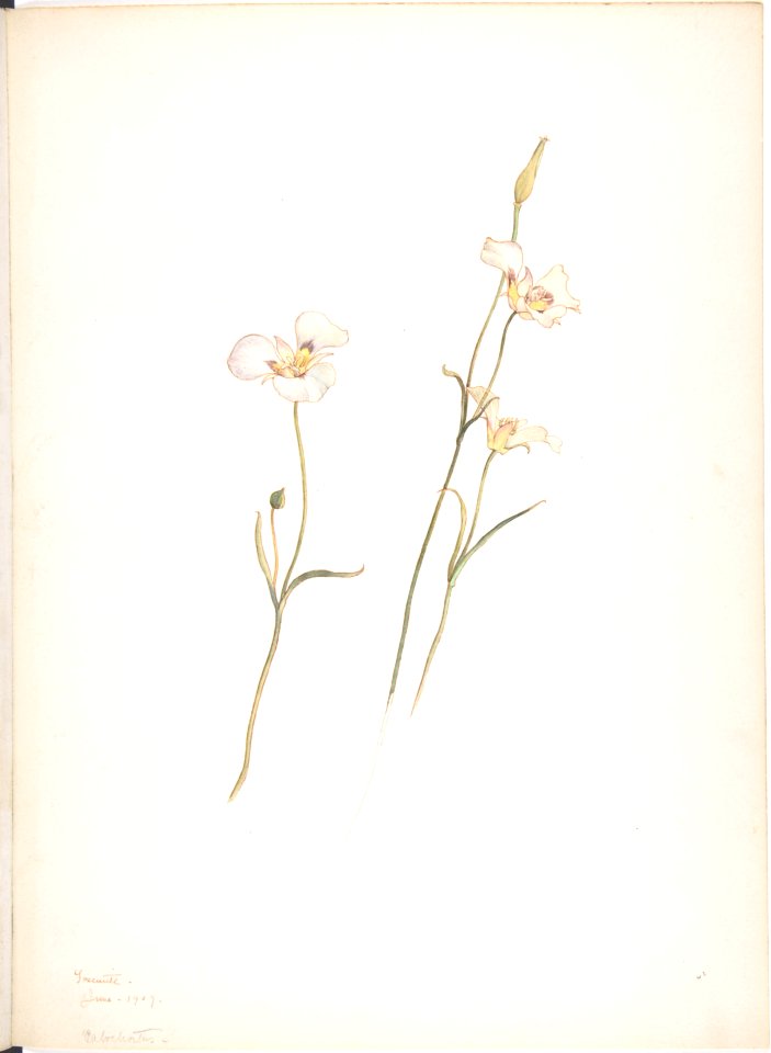 Sego Lilies, Chalocortus nutallii MET DP808523