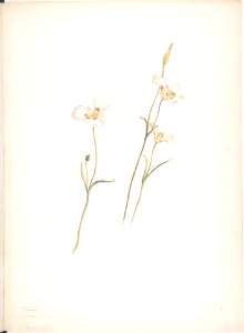 Sego Lilies, Chalocortus nutallii MET DP808523