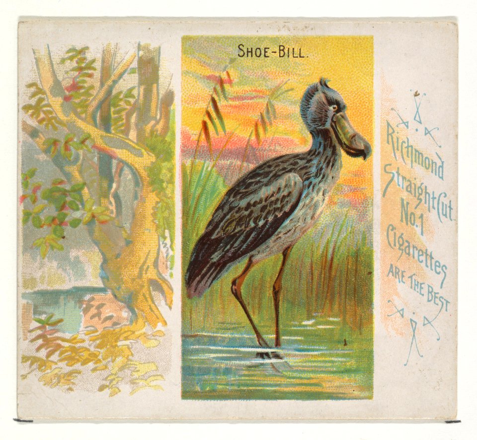 Shoe-Bill, from Birds of the Tropics series (N38) for Allen & Ginter Cigarettes MET DP839048