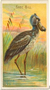 Shoe-Bill, from the Birds of the Tropics series (N5) for Allen & Ginter Cigarettes Brands MET DP829123