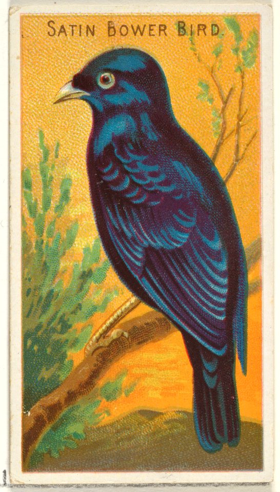 Satin Bower Bird, from the Birds of the Tropics series (N5) for Allen & Ginter Cigarettes Brands MET DP829144
