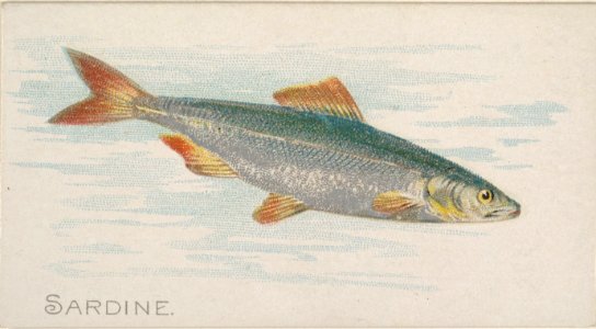 Sardine, from the Fish from American Waters series (N8) for Allen & Ginter Cigarettes Brands MET DP830408