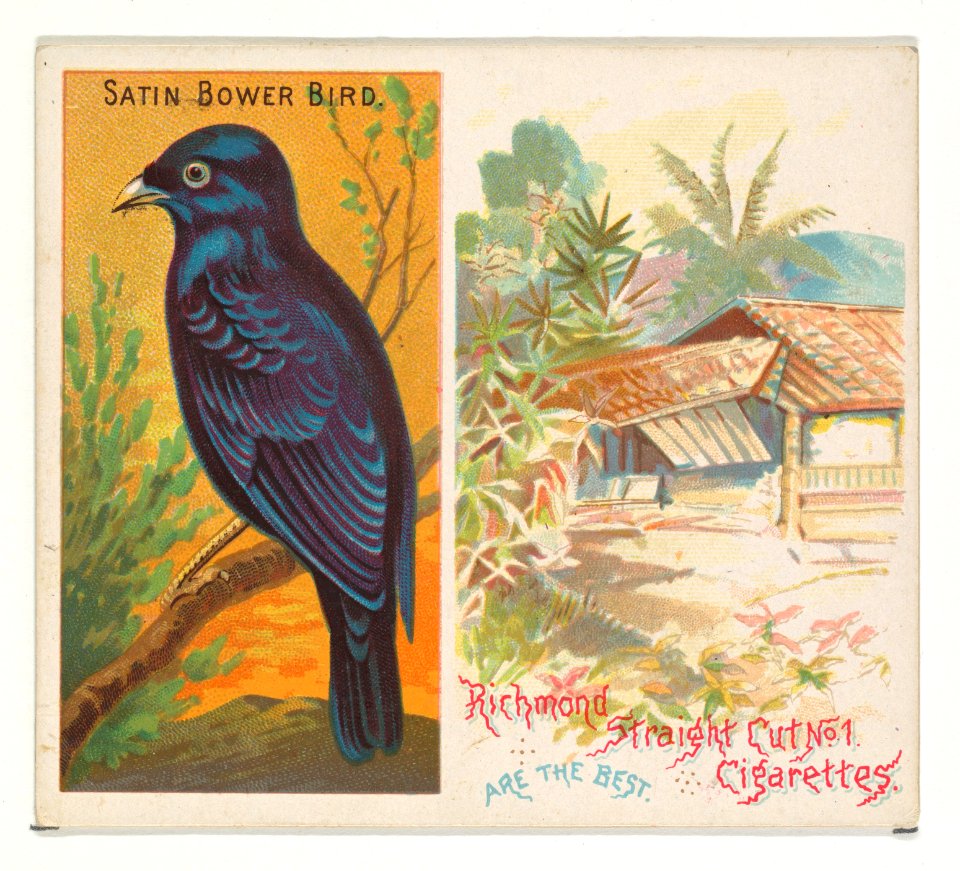 Satin Bower Bird, from Birds of the Tropics series (N38) for Allen & Ginter Cigarettes MET DP839046